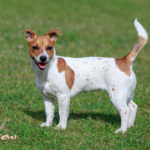 How Big Is a Full Grown Jack Russell?