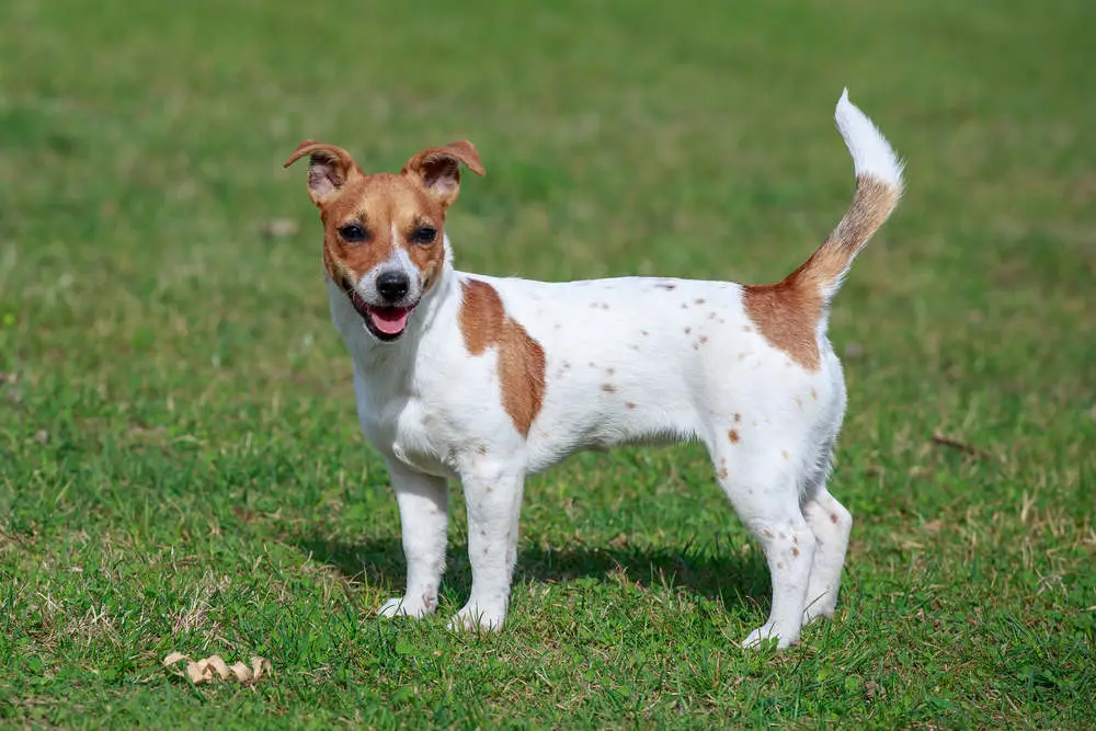 Jack Russell on the grass