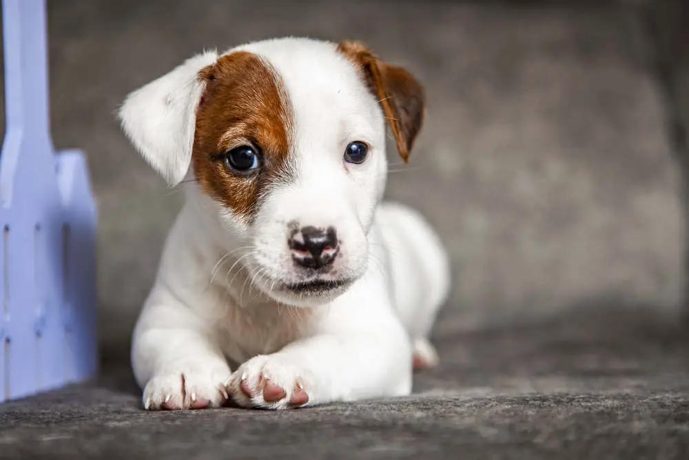 Jack Russell puppy with patch over eye