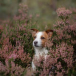 How Long Do Jack Russell Terriers Live?