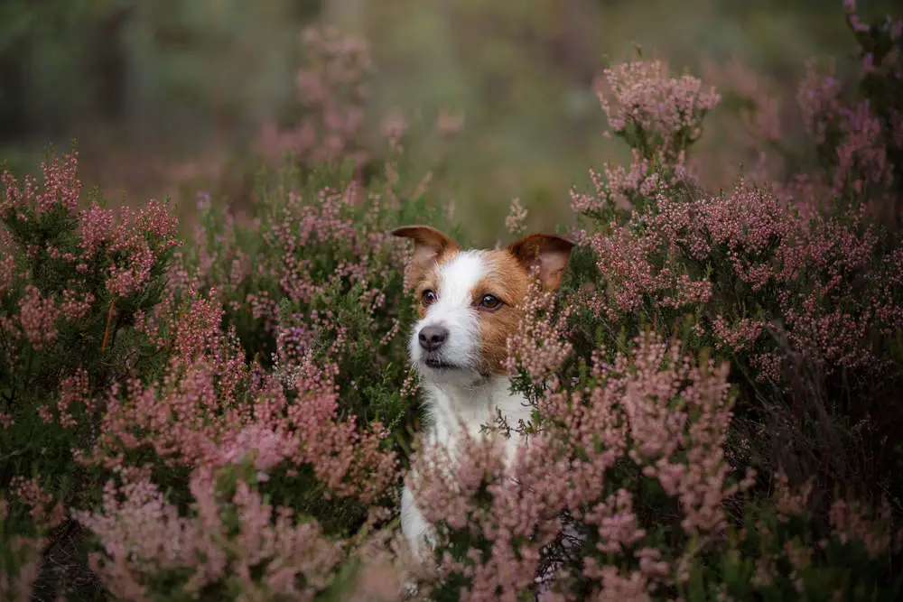 Jack Russell posing