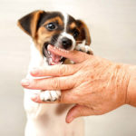 How To Stop Your Jack Russell From Biting and Nipping