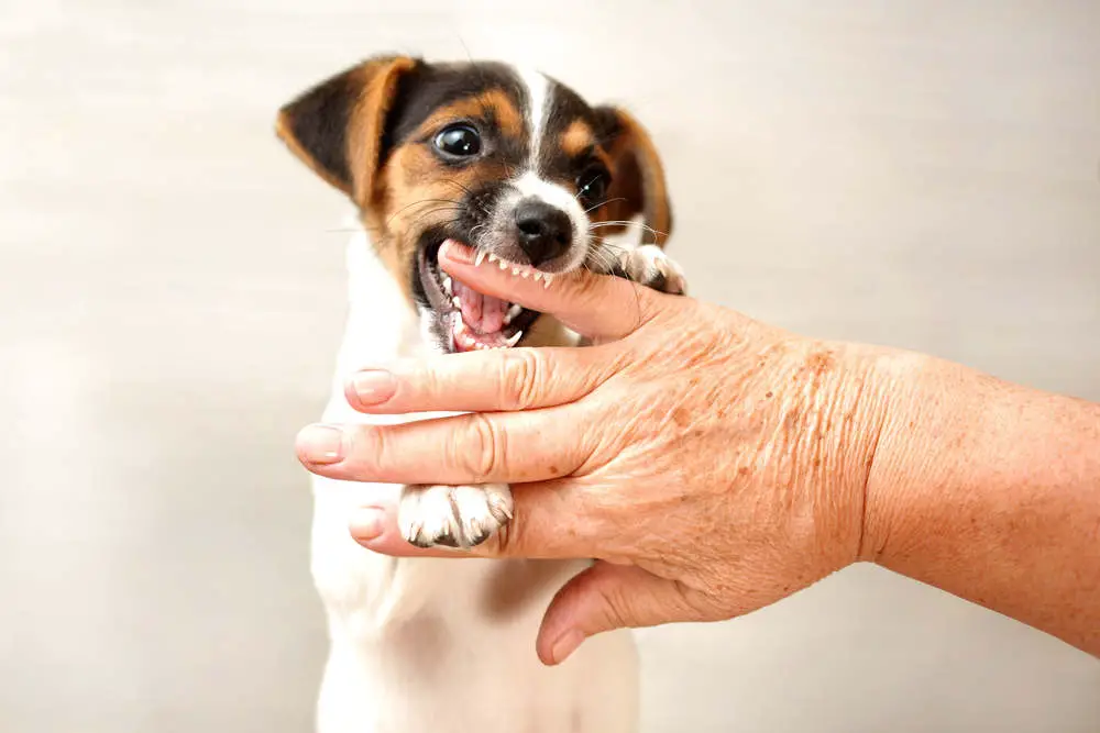 Jack Russell puppy biting owner's hand