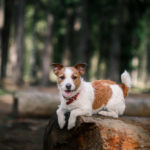 Jack Russell sitting in nature