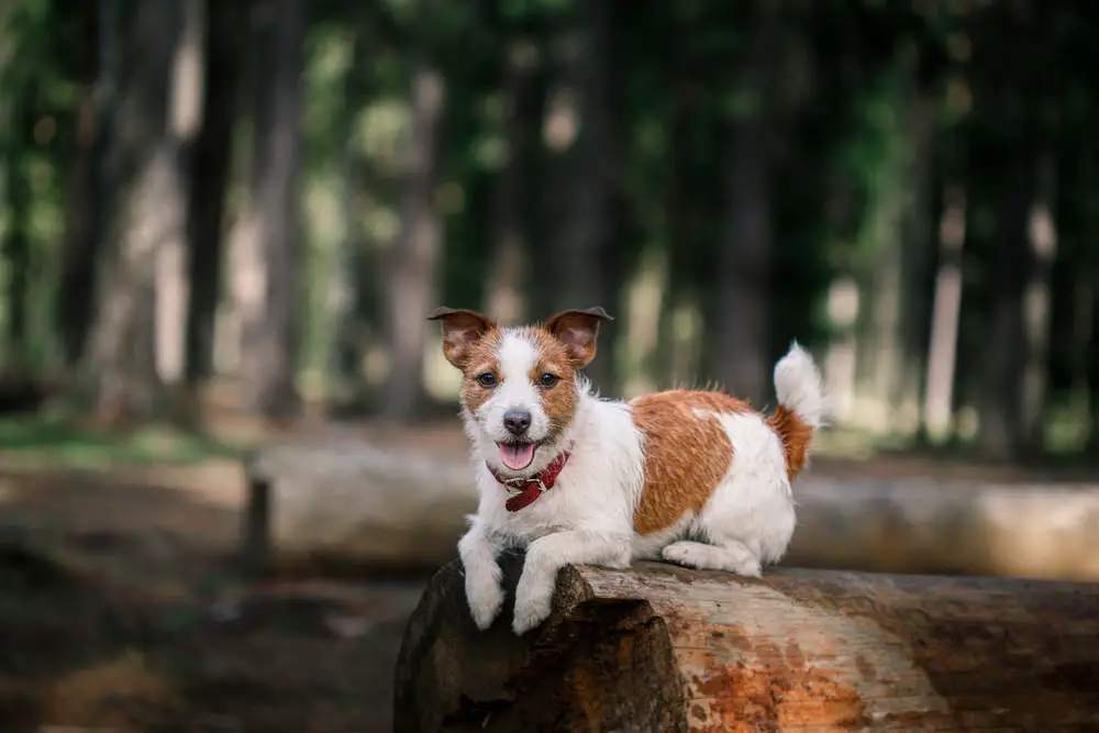 Jack Russell sitting in nature