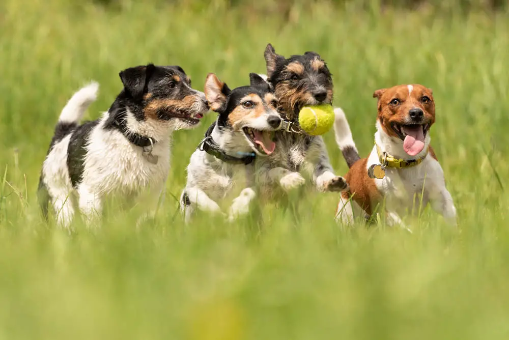 Jack Russell Terriers playing in a field
