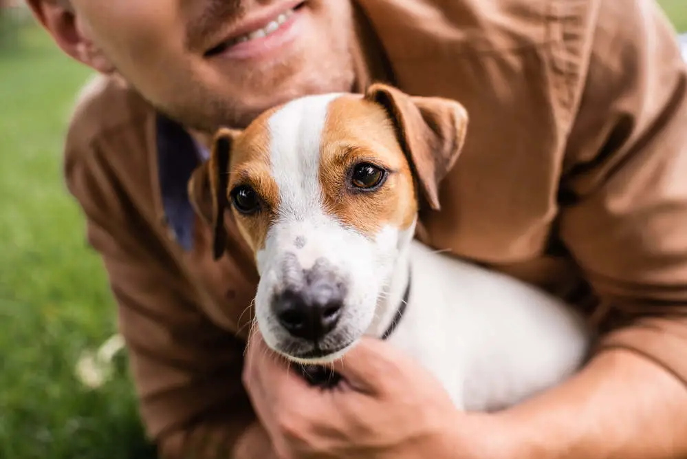 Jack Russell Terrier with owner