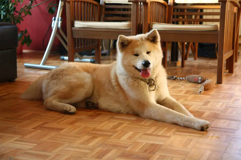 Akita in apartment