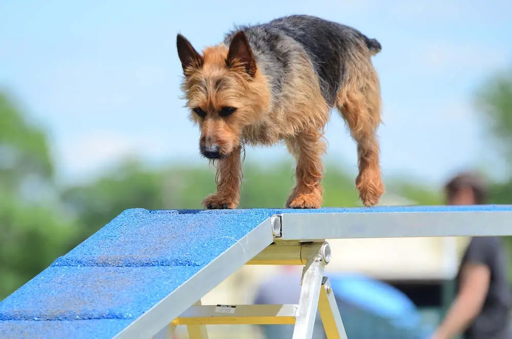 Australian Terrier on an agility course