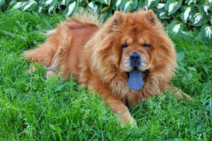 Chow Chow showing off his blue tongue
