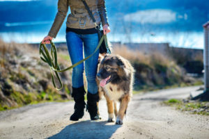 Woman taking dog on a walk