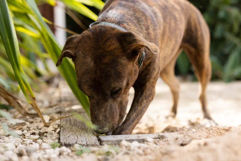 Dog hunting mice