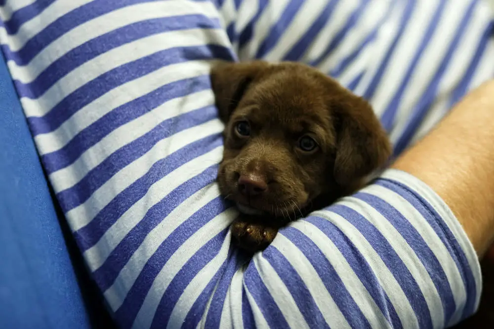 Puppy burying head in owner's arm