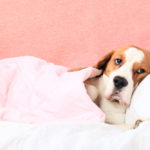 7 Home Remedies to Treat Your Dog’s Upset Stomach