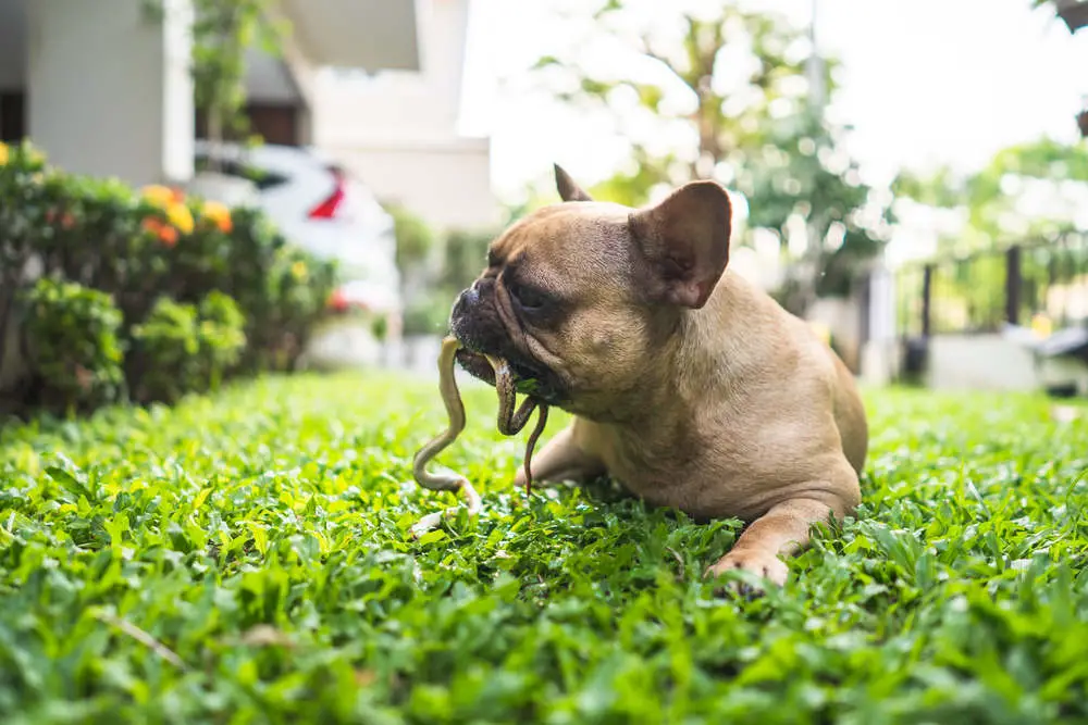 French Bulldog picking up snake