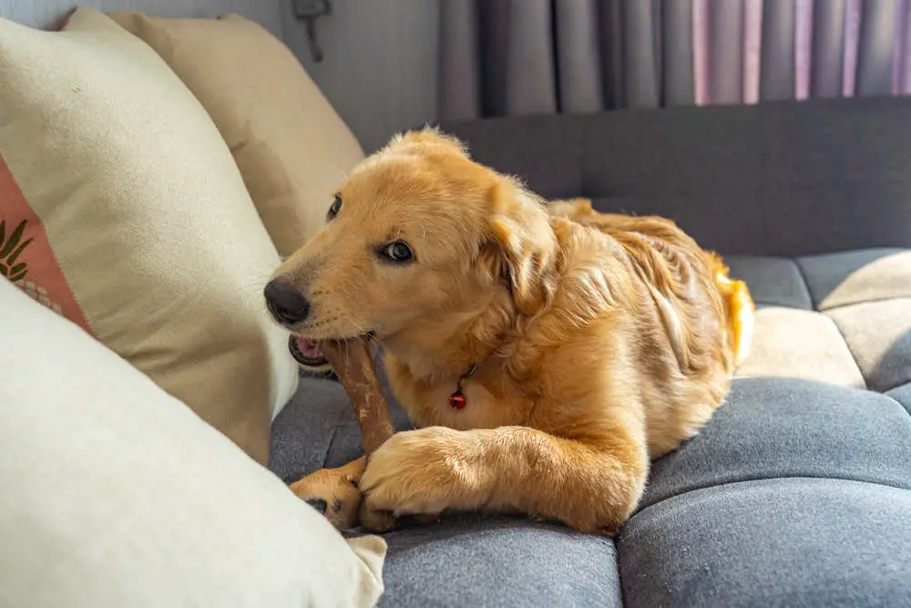 Golden Retriever puppy teething