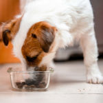 Best Dog Food for Jack Russells: Top 10 Picks & Reviews for 2023