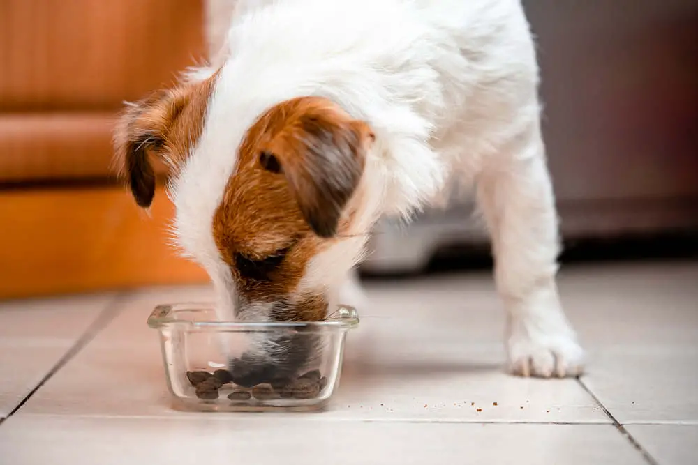 Jack Russell Terrier eating dog food