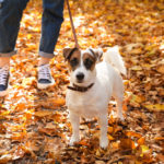 How Much Exercise Does a Jack Russell Need?