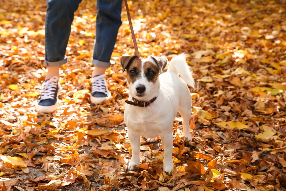 Jack Russell going for a walk with the owner