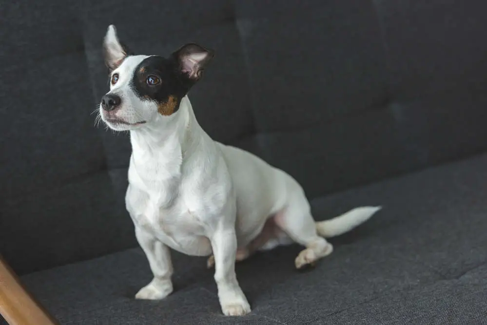 Jack Russell sitting on couch