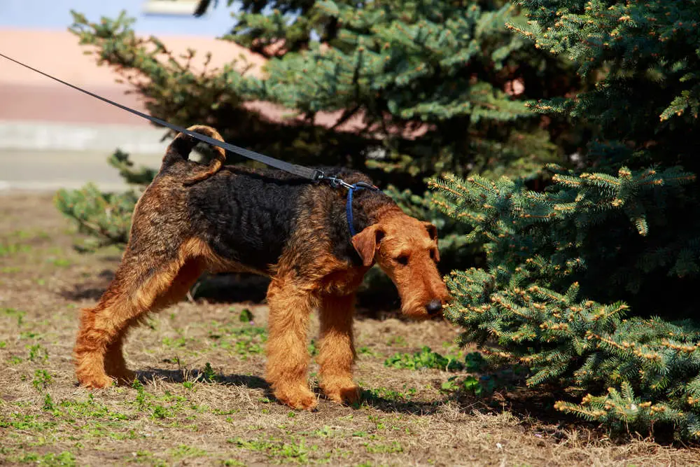 Lakeland Terrier sniffing evergreen tree