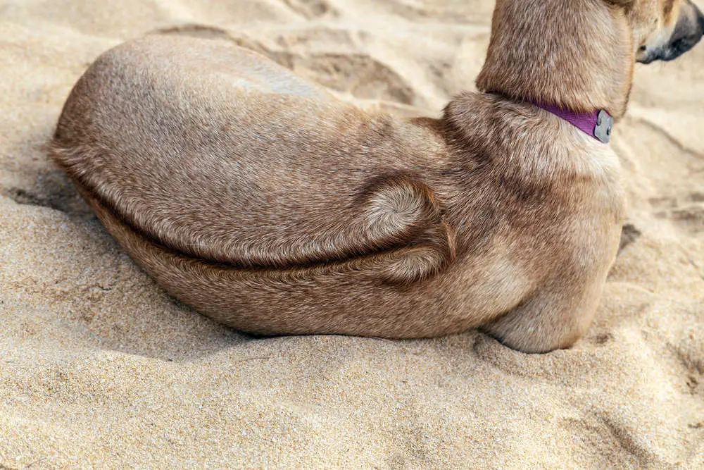 Phu Quoc Ridgeback