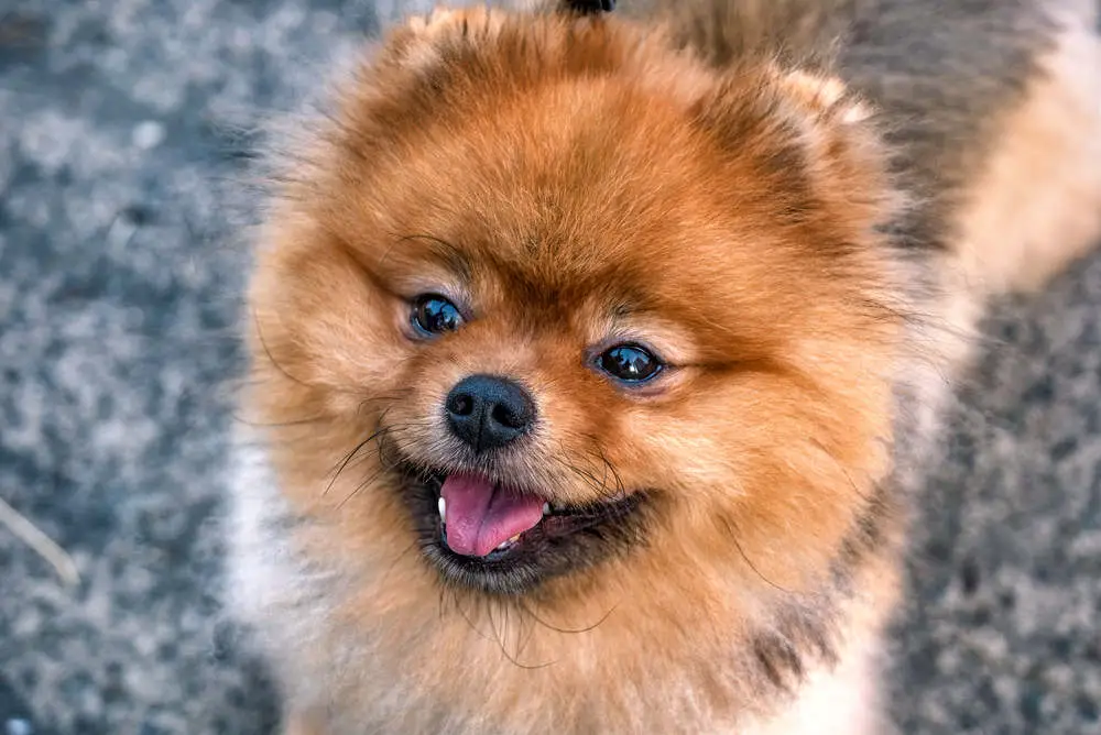 Pomeranian closeup with tongue out