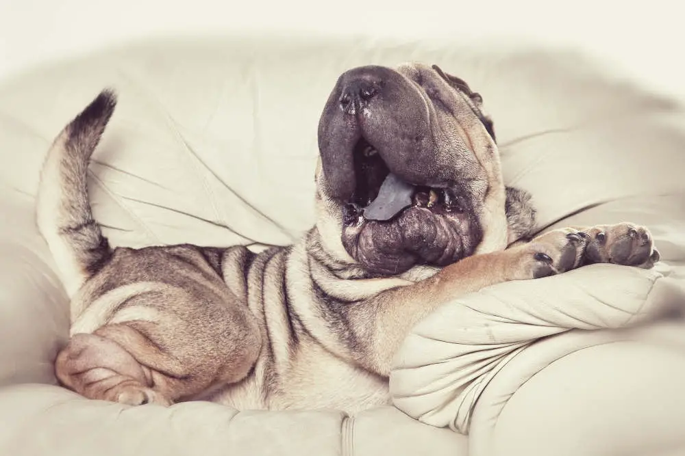 Sleepy Shar Pei yawning on the couch