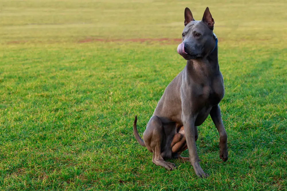 Thai Ridgeback sitting with tongue out