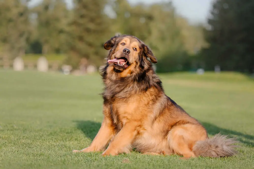 Tibetan Mastiff enjoying the sun