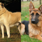 Anatolian Shepherd vs German Shepherd: Which Breed Is Right For You?