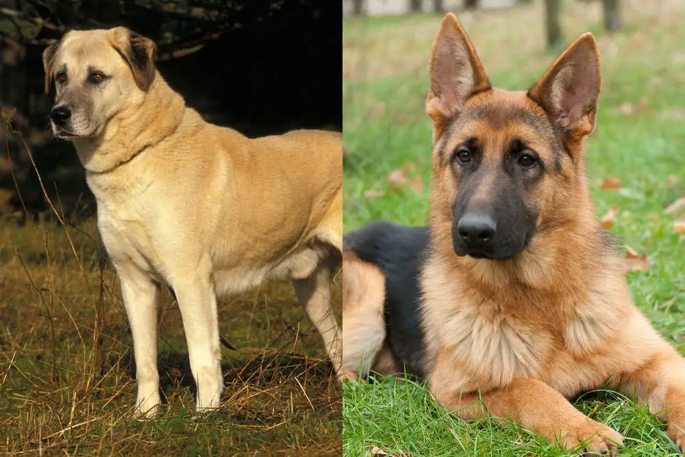 Anatolian shepherd and German shepherd side by side