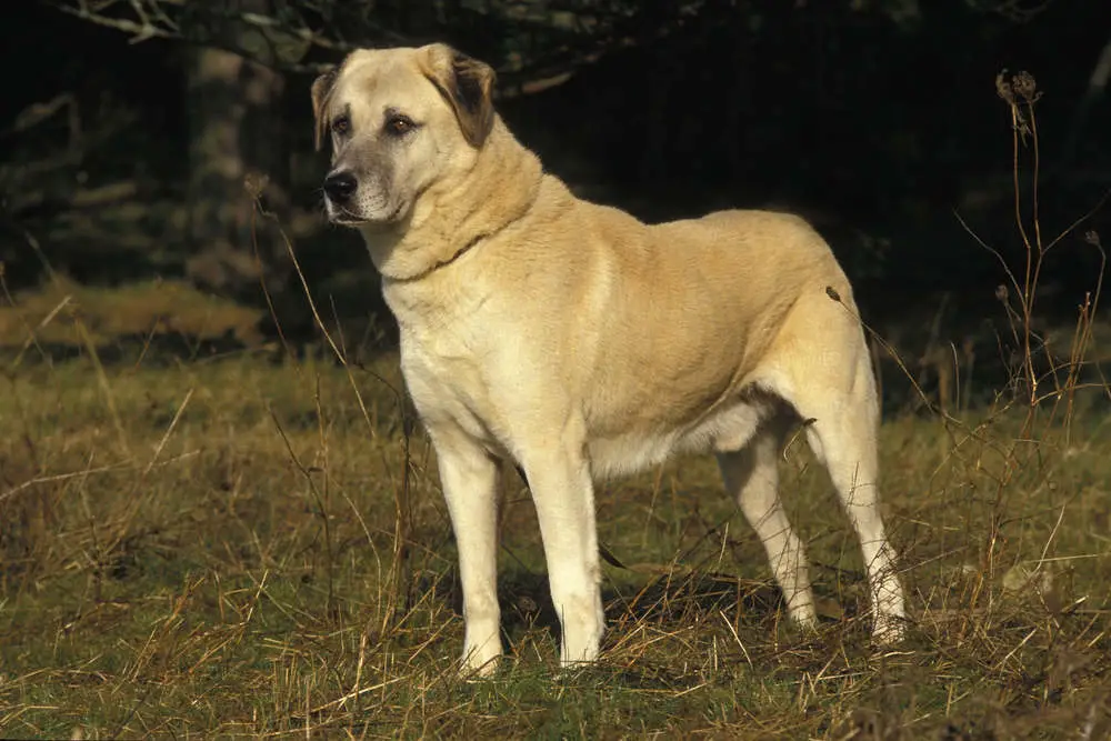 Anatolian Shepherd in a field