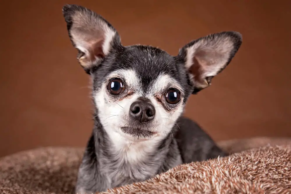 Apple head Chihuahua