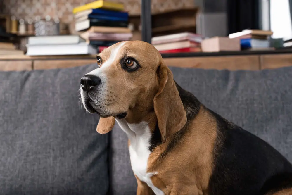 Beagle sitting on sofa