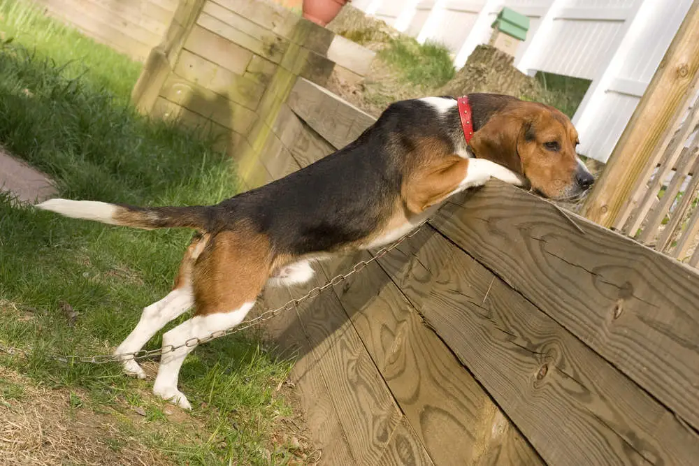 Tri-color Beagle