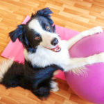Border Collie exercising with ball