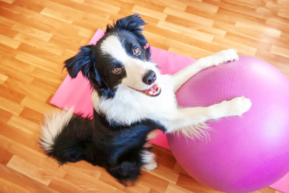 Border Collie exercising with ball