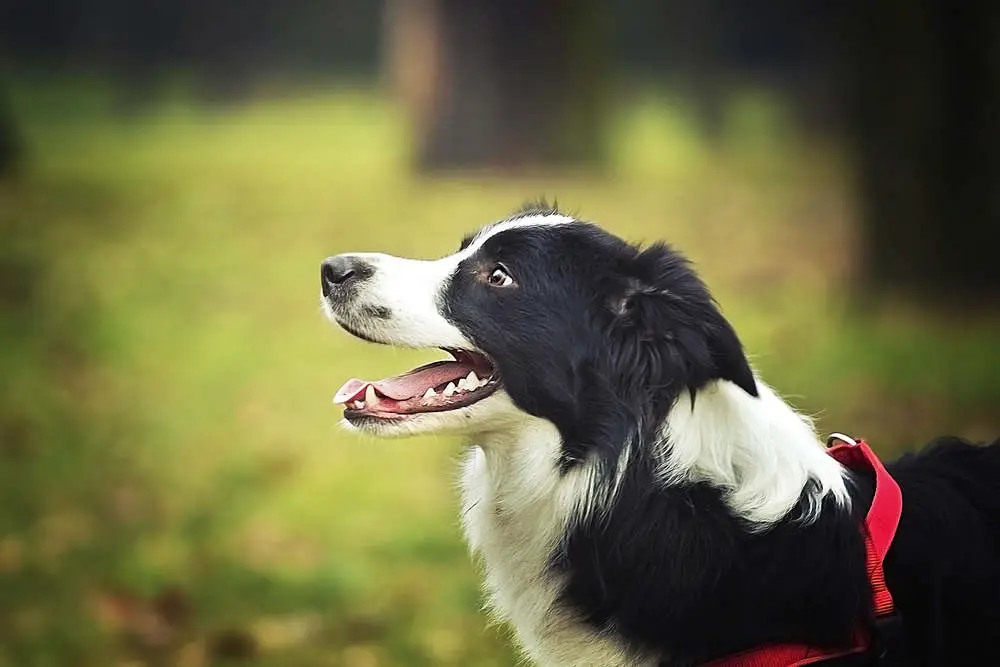 Border Collie having fun outside