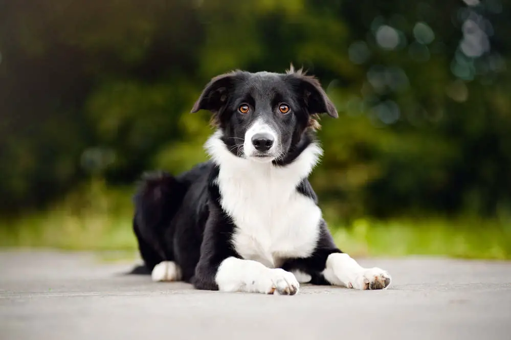 Border Collie posing