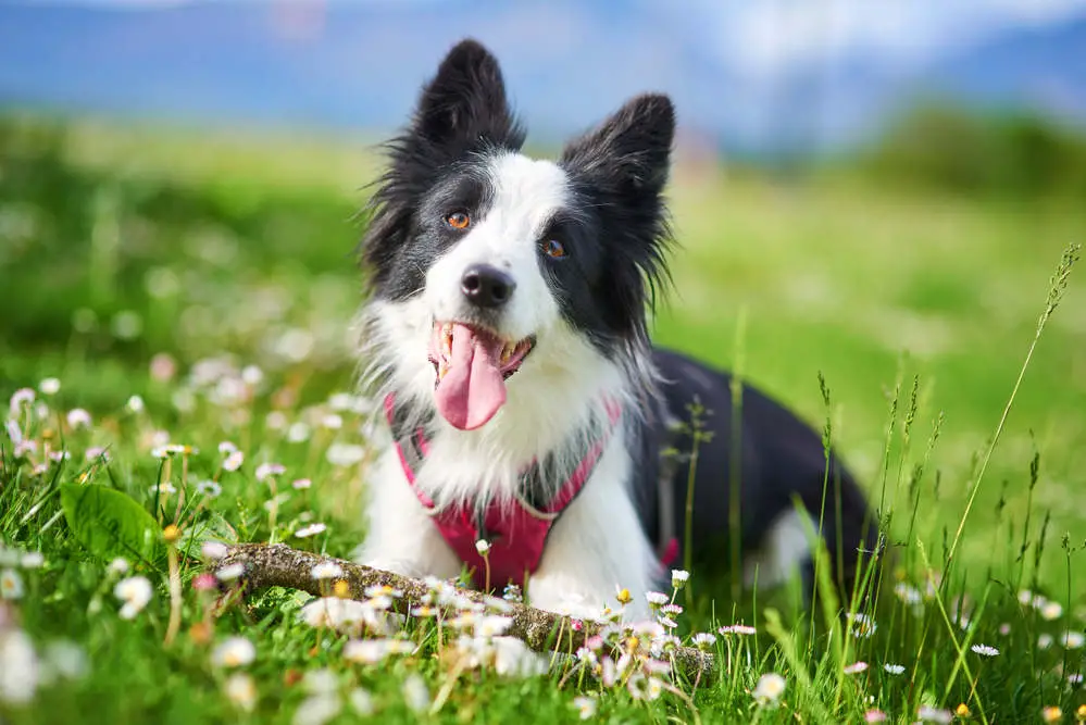 Border Collie puppy outdoors