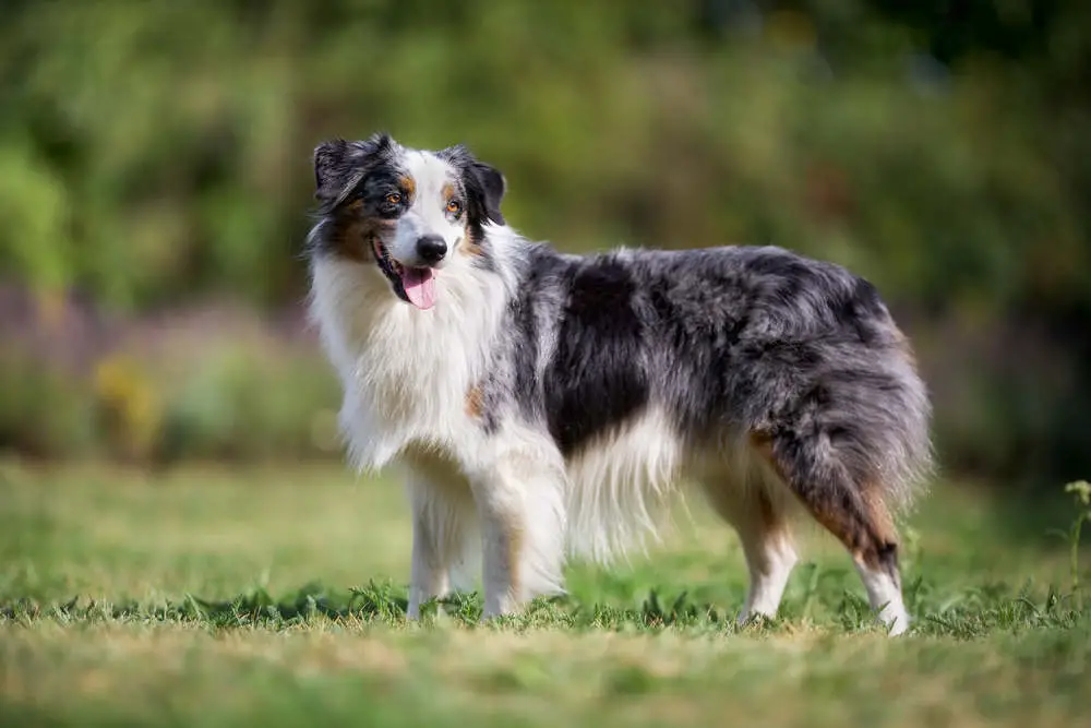 Border Collie senior exercising outside