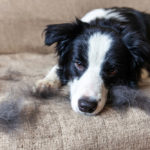 Border Collie shedding on couch