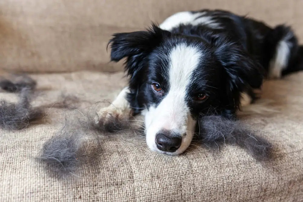 Border Collie shedding on couch