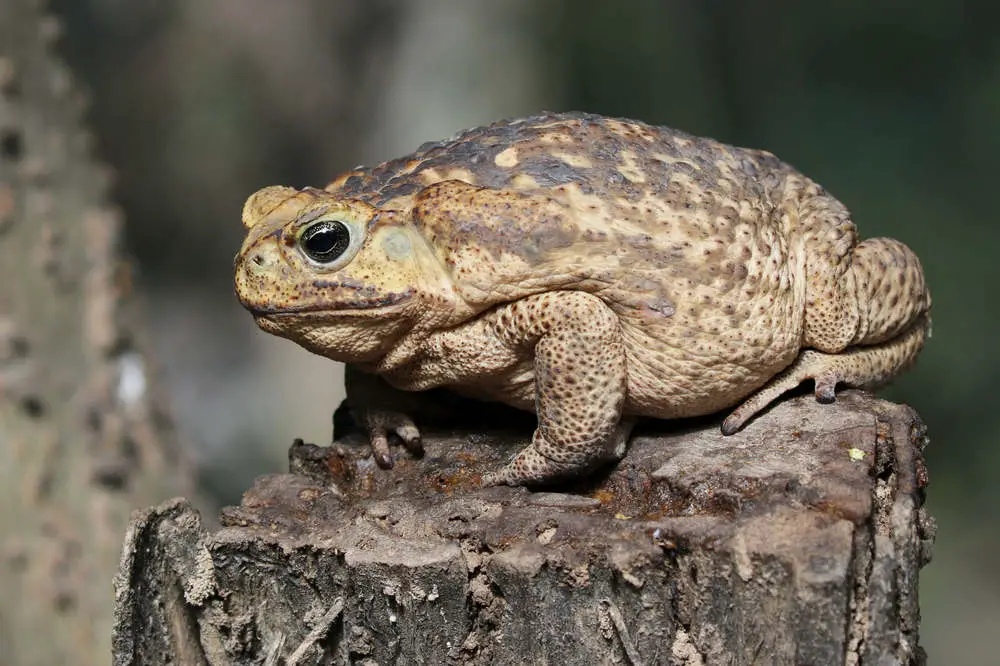 Cane toad