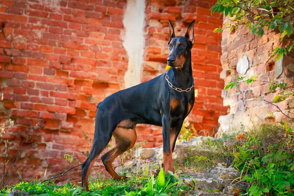 Doberman posing in front of brick wall