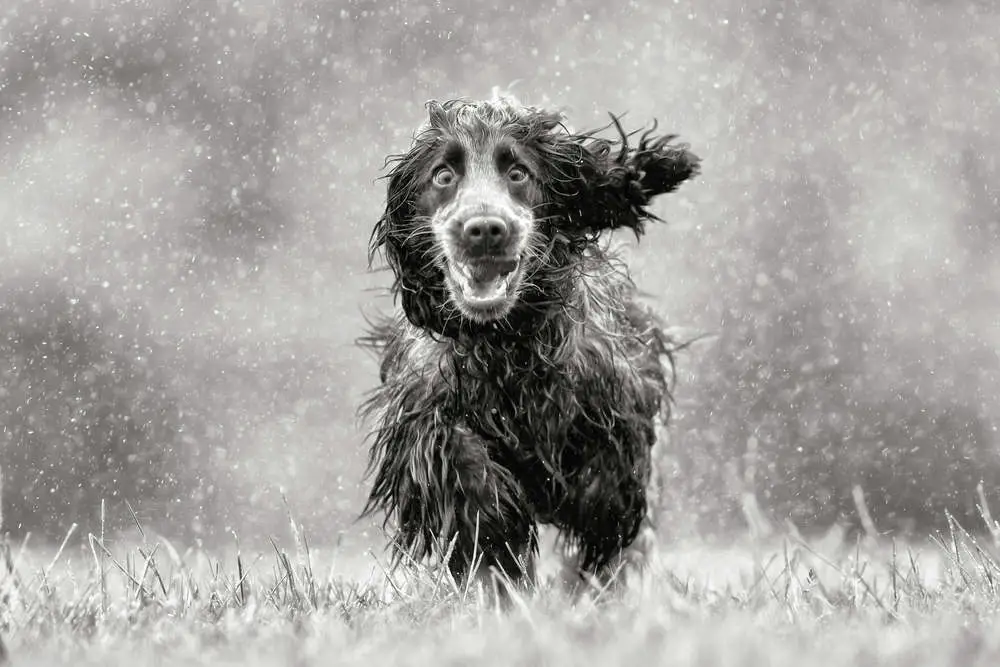 Dog playing in the rain