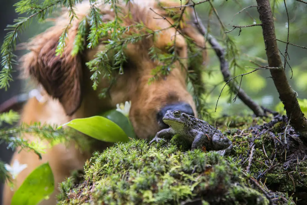 Dog found a toad in the forest