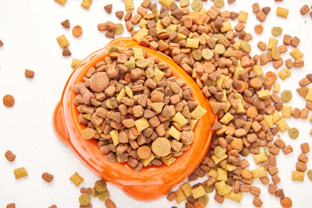 Dry dog food in a bowl